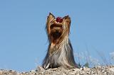 YORKSHIRE TERRIER 415